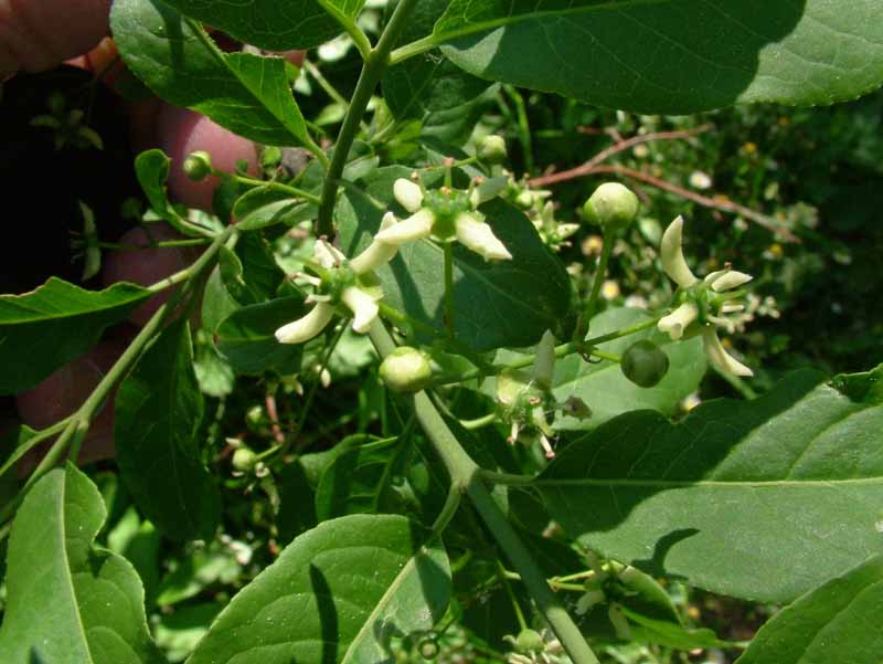 Euonymus europaeus